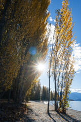 Autumn trees backlit by the afternoon sun on the shore of Lake Wanaka, South Island. Vertical format