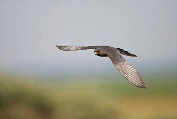 Roodpootvalk, Red-footed Falcon, Falco vespertinus