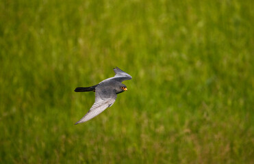 Roodpootvalk, Red-footed Falcon, Falco vespertinus