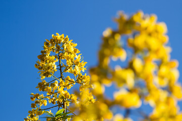 yellow flower boom in summer season on bluesky background