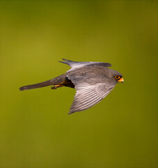 Roodpootvalk, Red-footed Falcon, Falco vespertinus