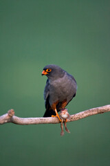 Roodpootvalk, Red-Footed Falcon, Falco vespertinus