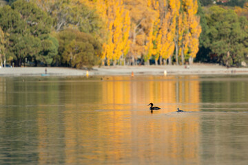 Fototapeta na wymiar Lake Wanaka with autumn yellow trees reflected in the water and great crested grebes swimming in the lake, South Island