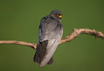 Roodpootvalk, Red-Footed Falcon, Falco vespertinus