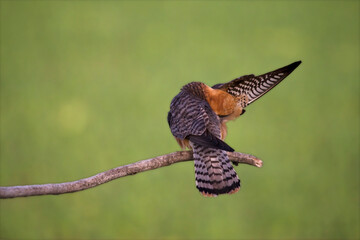 Roodpootvalk, Red-footed Falcon, Falco vespertinus