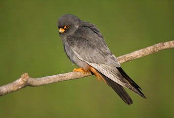 Roodpootvalk, Red-Footed Falcon, Falco vespertinus