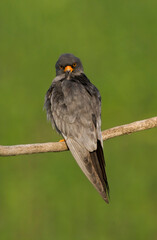 Roodpootvalk, Red-Footed Falcon, Falco vespertinus