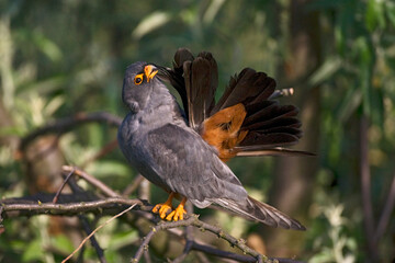 Roodpootvalk, Red-Footed Falcon, Falco vespertinus