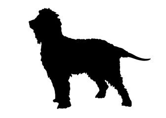 Irish water spaniel dog silhouette, Vector illustration silhouette of a dog on a white background.
