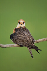 Roodpootvalk, Red-footed Falcon, Falco vespertinus