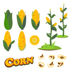 Corn collection set - vector illustration