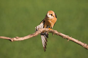 Roodpootvalk, Red-footed Falcon, Falco vespertinus