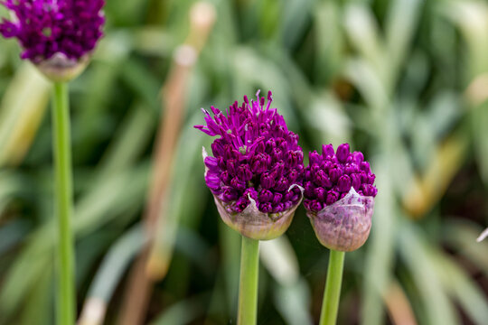 Allium Aflatunense Ball Leek Flower Detail 2