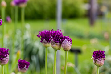 Fototapeta premium Allium aflatunense ball leek flower detail 3