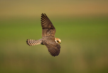 Roodpootvalk, Red-footed Falcon, Falco vespertinus