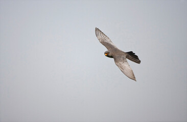 Roodpootvalk, Red-footed Falcon, Falco vespertinus