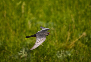 Roodpootvalk, Red-footed Falcon, Falco vespertinus