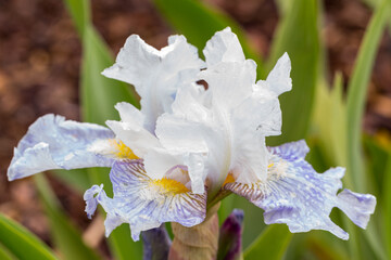 Fototapeta na wymiar White sword lily 'Antarctique' flower detail
