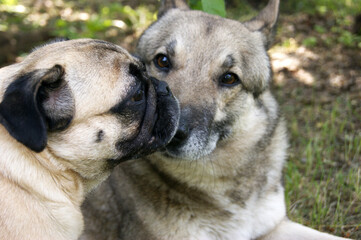 Obraz premium The friendship between a husky and a pug.