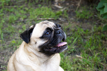 Portrait of a pug sitting on the ground in a summer park.