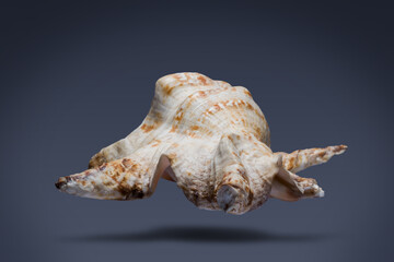 floating seashell laying in the middle of dark blue background subject have clipping path already.