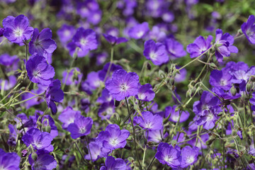 Hardy Geranium 'Orion' in flower