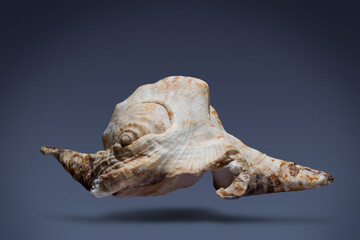 Naklejka premium floating seashell laying in the middle of dark blue background subject have clipping path already.