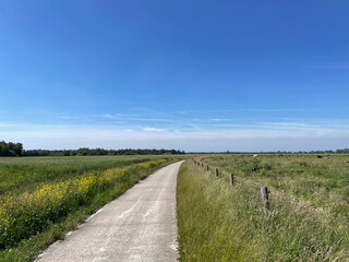 Fototapeta premium Path through the Weerribben-Wieden National Park