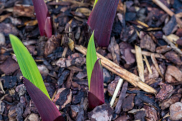 Sword flower sprouting