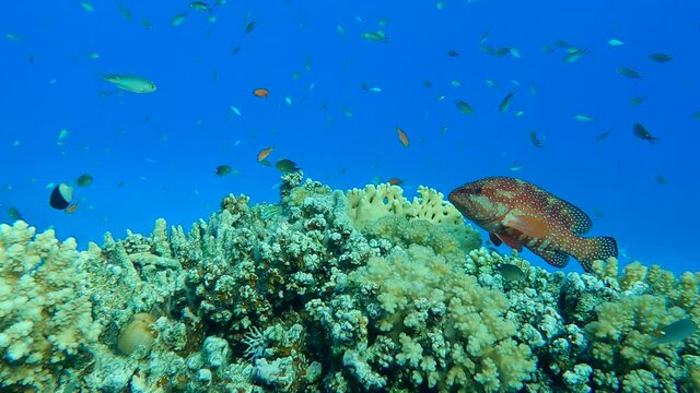 Colorful tropical fish swims near beautiful coral reef on blue water background in sunrays. Arabian Chromis (Chromis flavaxilla) and Lyretail Anthias or Sea Goldie (Pseudanthias squamipinnis)