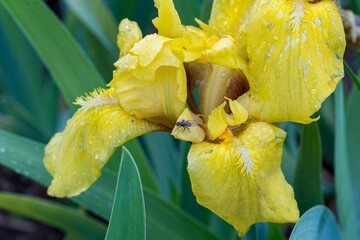 Iris nana 'Pogo' small sword lily flower detail
