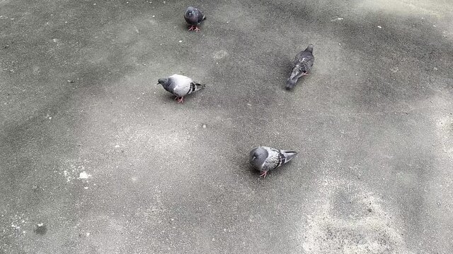 pigeons in the park in summer at daytime.