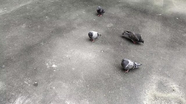 pigeons in the park in summer at daytime.