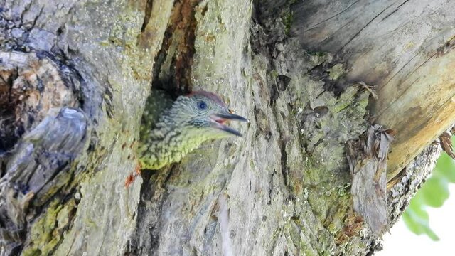 Gr&uuml;nspecht&nbsp;(Picus viridis) in der Bruth&ouml;hle