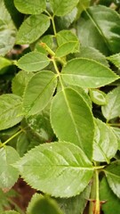 close up of green leaves