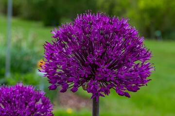 Allium aflatunense ball leek flower detail 7