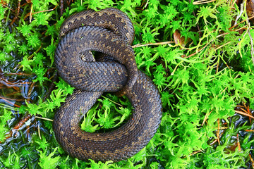 snake viper in the swamp, reptile in the wild, poisonous dangerous animal, wildlife