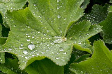 Alchemilla mollis landy's mantle herb with lotus effect in rain