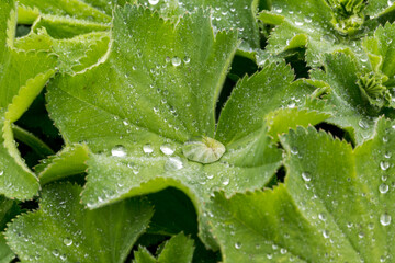 Alchemilla mollis landy's mantle herb with lotus effect in rain2