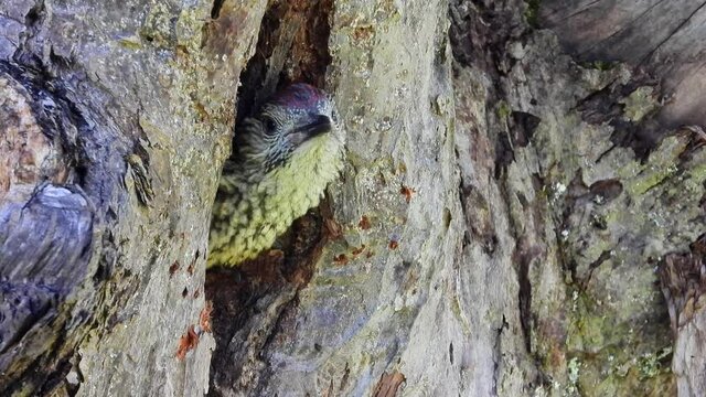 Gr&uuml;nspecht&nbsp;(Picus viridis) in der Bruth&ouml;hle