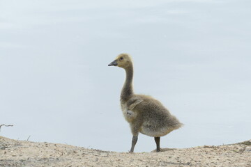 gosling standing at waters edge ready for new horizons
