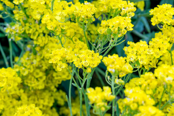 Aurinia saxatilis rock herb flower detail