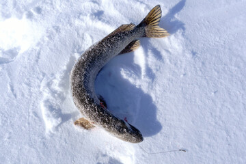 Obraz premium North pike. during cold winter time. Ice fishing