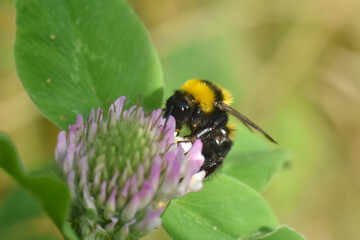 Bumble Bee on wild flower in springtime, Collecting nectar and polination concept