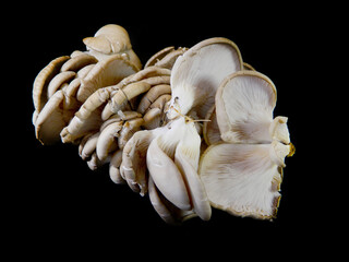 mushrooms isolated on black background