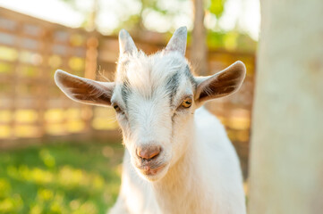 Portrait of a cute goat