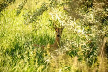 View on a roe deer in the forest