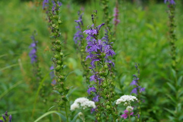 夏の高原に咲くサワギキョウの花