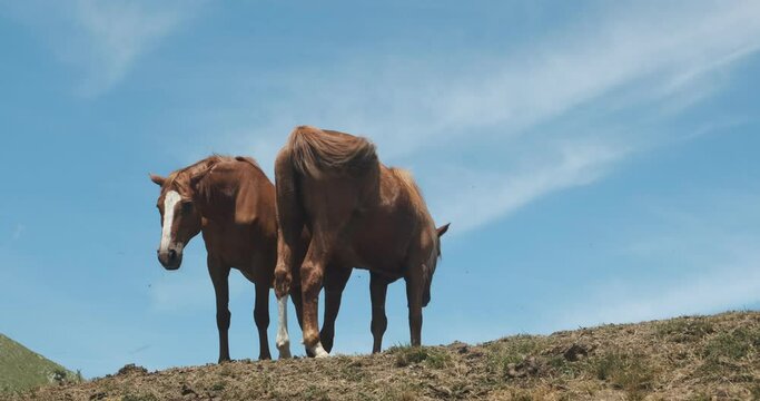 Horses and sky. Horses on top of the mountain with blue sky background.Two wild horses on the ridge of Monte Matanna, Apuan Alps, Verslia. Italy. 