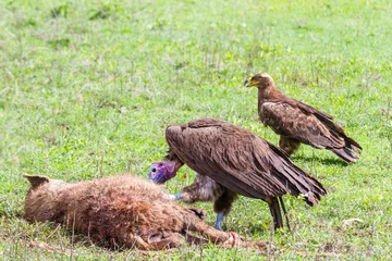 Fotobehang Vultures eating a hyena on green grass in Ngorongoro crater, Tanzania © Klaus Heidemann/Wirestock
